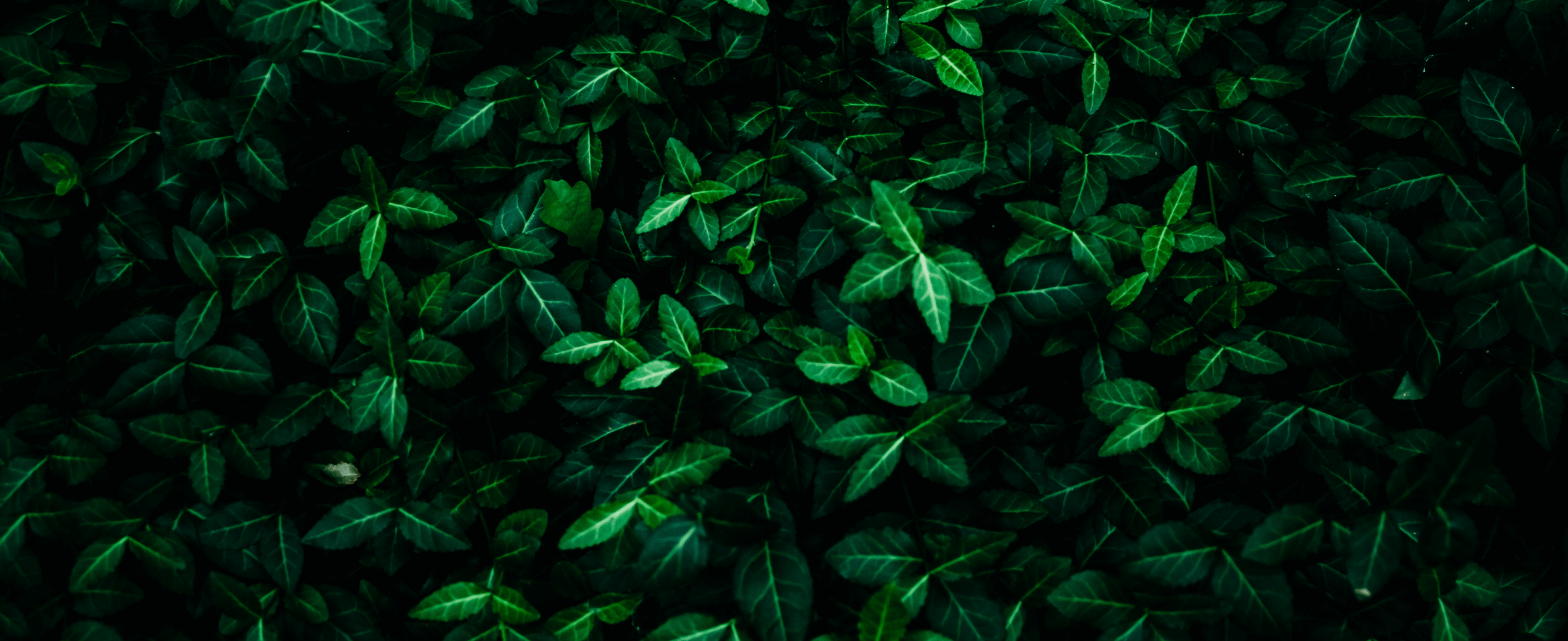 Green Leaves BG
